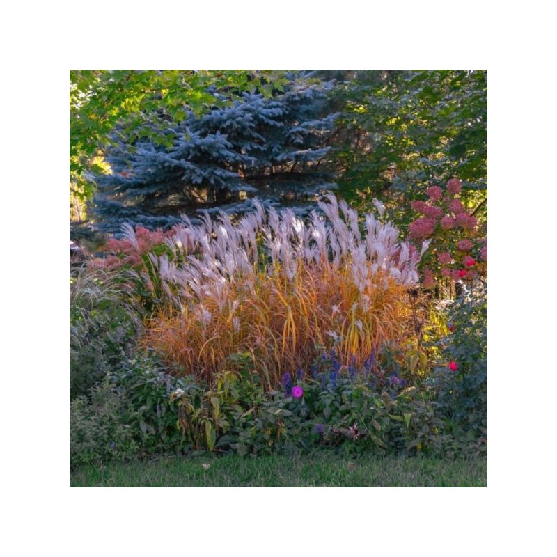 Miscanthus 'Purpurascens'