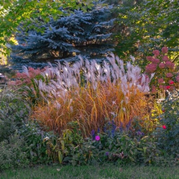 Miscanthus 'Purpurascens'