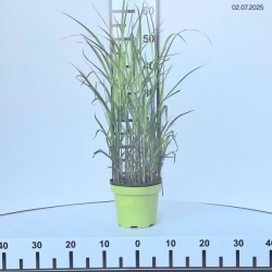 Miscanthus 'Purpurascens'