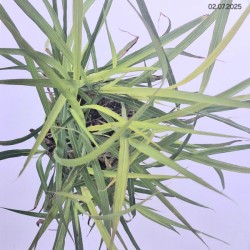 Miscanthus 'Purpurascens'