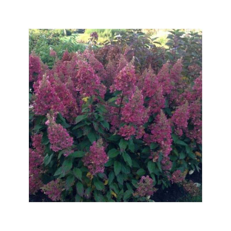 Hydrangea p. CANDLELIGHT 'Hpopr013'