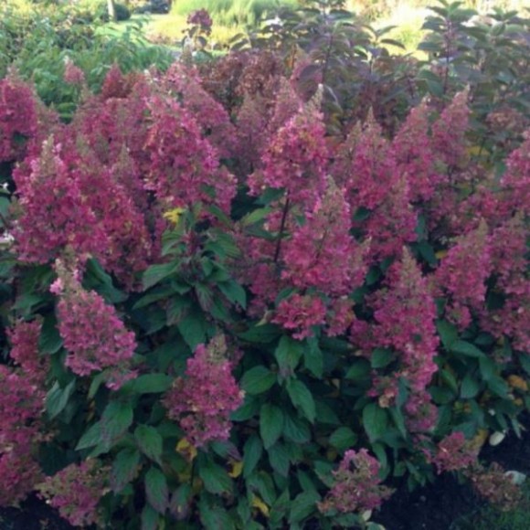 Hydrangea p. CANDLELIGHT 'Hpopr013'