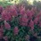 Hydrangea p. CANDLELIGHT 'Hpopr013'