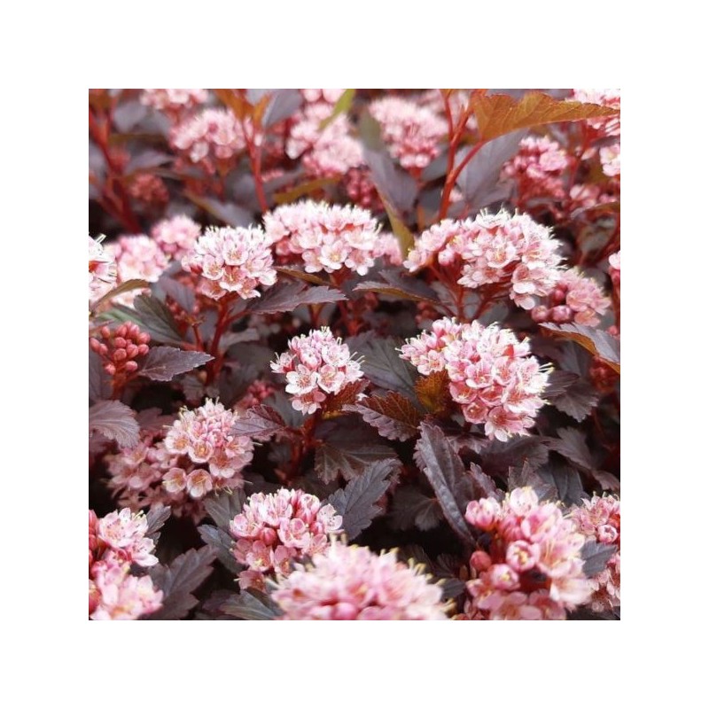 Physocarpus opulifolius LITTLE JOKER 'Hoogi021'