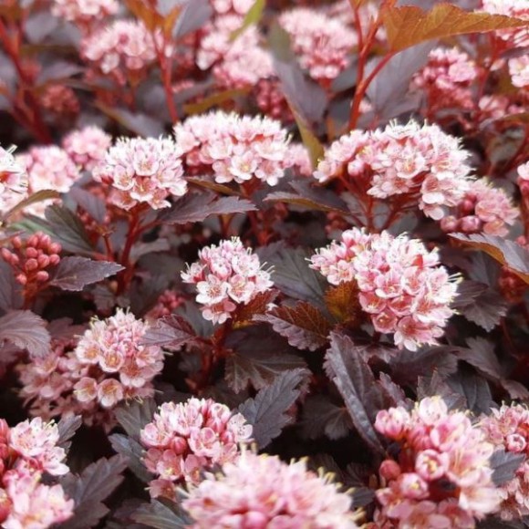 Physocarpus opulifolius LITTLE JOKER 'Hoogi021'