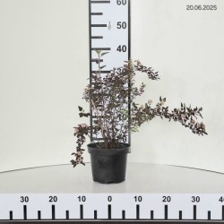 Physocarpus opulifolius LITTLE JOKER 'Hoogi021'