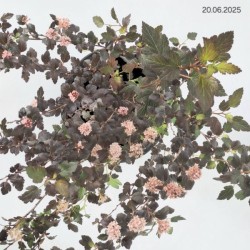 Physocarpus opulifolius LITTLE JOKER 'Hoogi021'