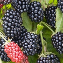 Rubus fruticosus 'Chester'