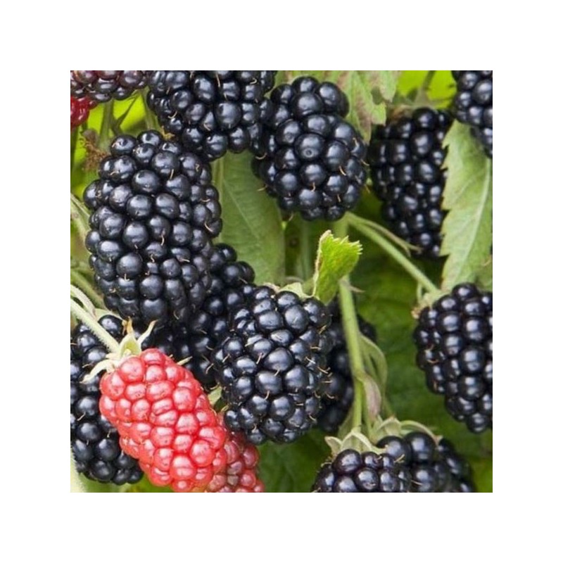 Rubus fruticosus 'Chester'