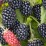 Rubus fruticosus 'Chester'
