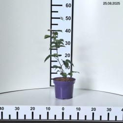 Rubus fruticosus 'Chester'