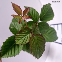 Rubus fruticosus 'Chester'