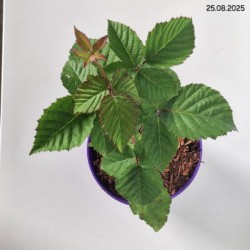 Rubus fruticosus 'Chester'