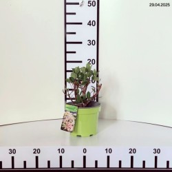 Hydrangea p. POLESTAR 'Breg 14' PBR