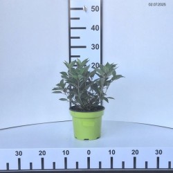 Hydrangea p. POLESTAR 'Breg 14' PBR