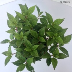 Hydrangea p. POLESTAR 'Breg 14' PBR