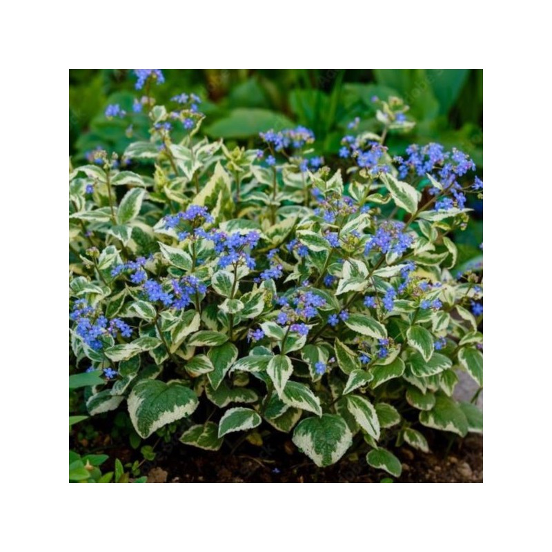 Brunnera macrophylla 'Variegata'