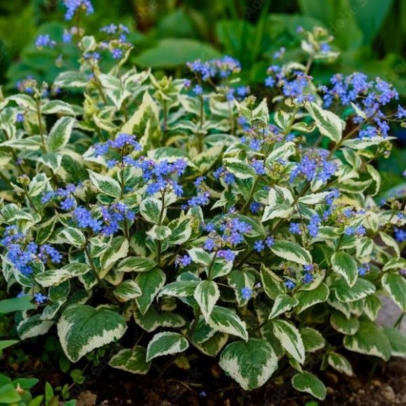 Brunnera macrophylla 'Variegata'