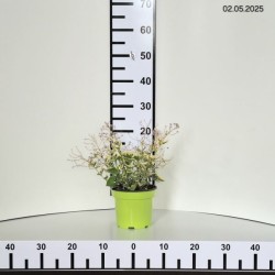 Brunnera macrophylla 'Variegata'