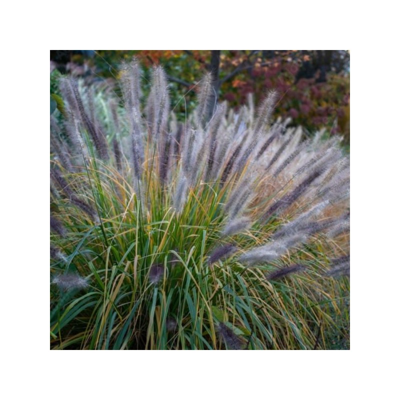 Pennisetum alopecuroides 'Redhead'