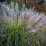 Pennisetum alopecuroides 'Redhead'