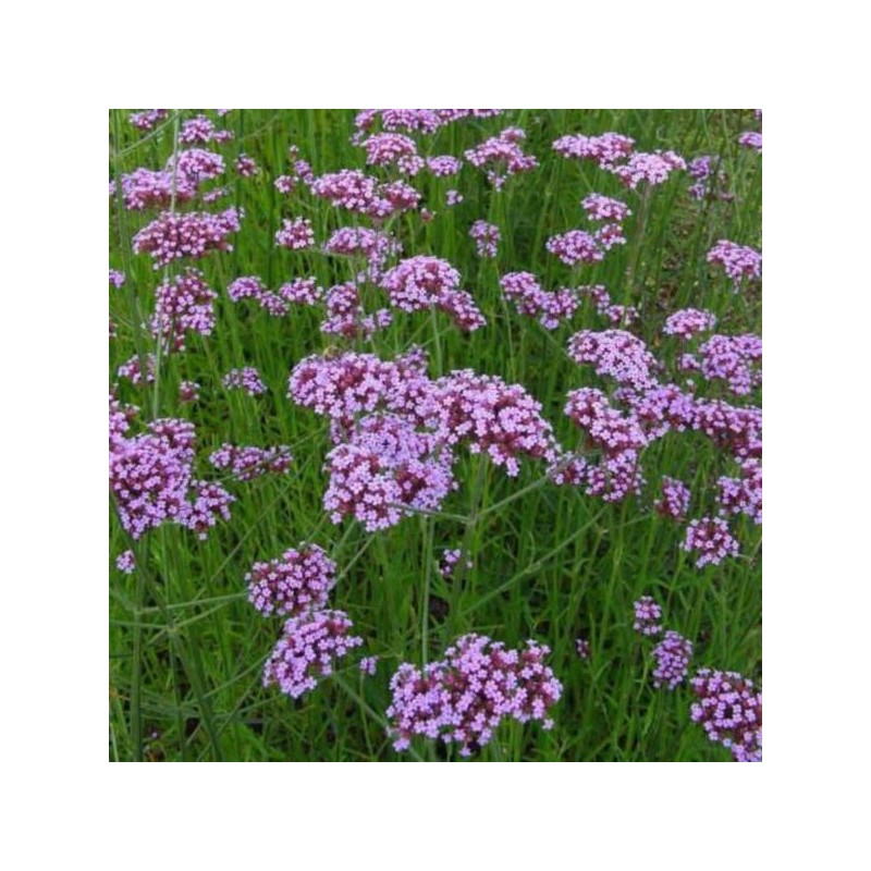 Verbena bonariensis 'Lollipop' PBR