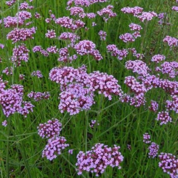 Verbena bonariensis 'Lollipop' PBR