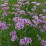 Verbena bonariensis 'Lollipop' PBR