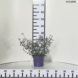 Verbena bonariensis 'Lollipop' PBR