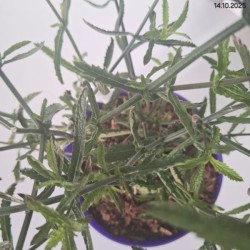 Verbena bonariensis 'Lollipop' PBR