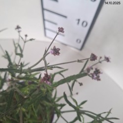 Verbena bonariensis 'Lollipop' PBR