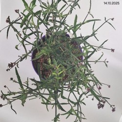 Verbena bonariensis 'Lollipop' PBR