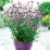 Verbena bonariensis 'Lollipop' PBR