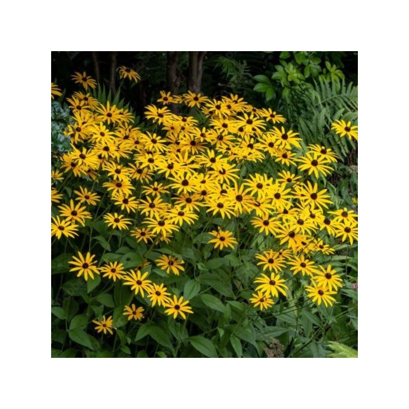 Rudbeckia fulgida 'Goldsturm'