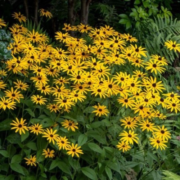 Rudbeckia fulgida 'Goldsturm'