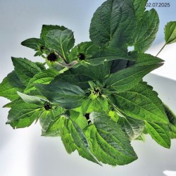 Rudbeckia fulgida 'Goldsturm'