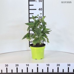 Rudbeckia fulgida 'Goldsturm'