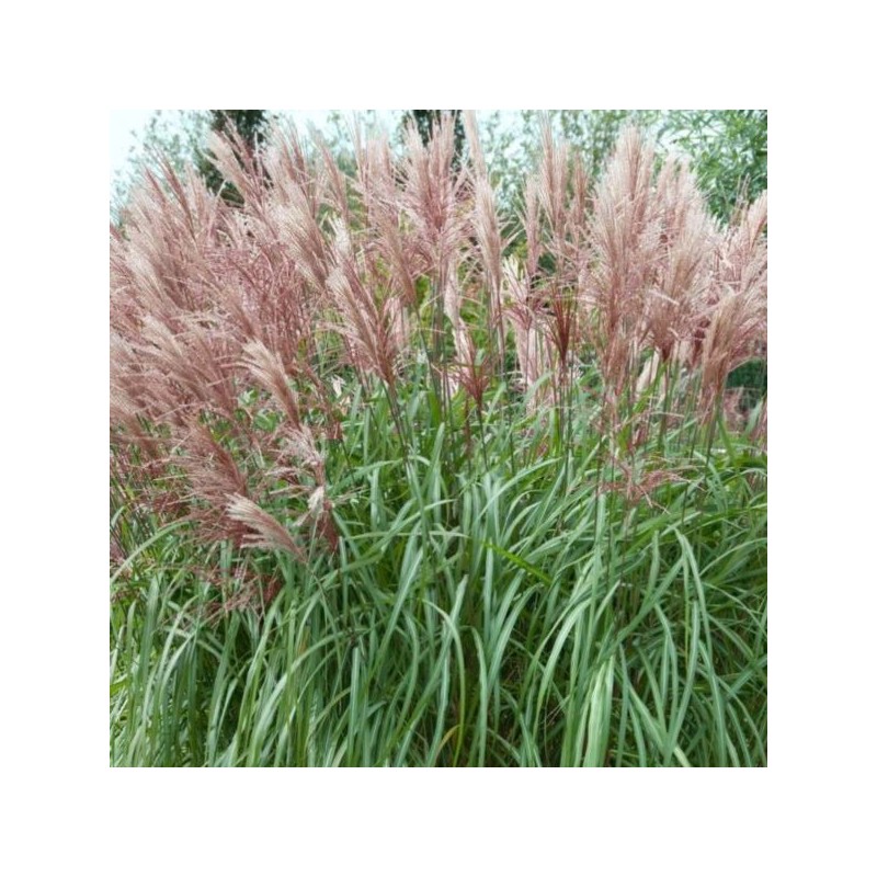 Miscanthus sinensis 'Kleine Fontäne'
