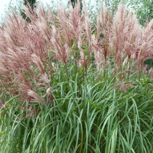 Miscanthus sinensis 'Kleine Fontäne'