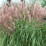 Miscanthus sinensis 'Kleine Fontäne'