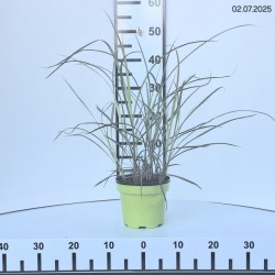 Miscanthus sinensis 'Kleine Fontäne'