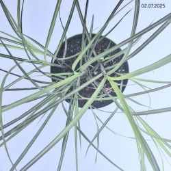 Miscanthus sinensis 'Kleine Fontäne'