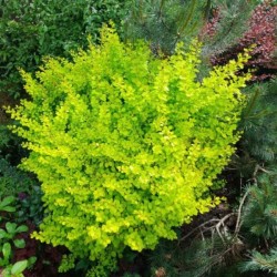 Berberis thunbergii 'Golden...
