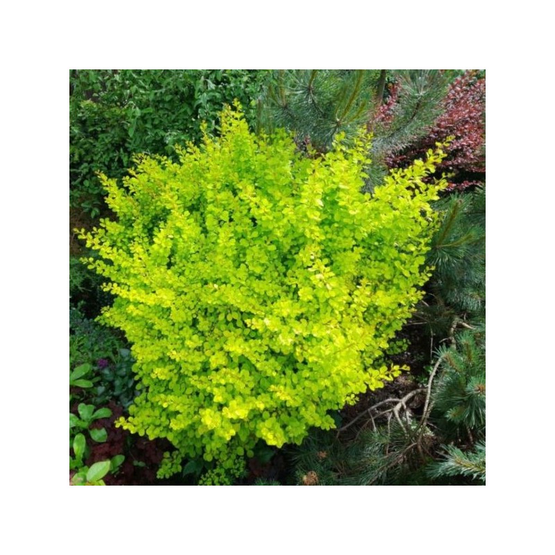 Berberis thunbergii 'Golden Tower'
