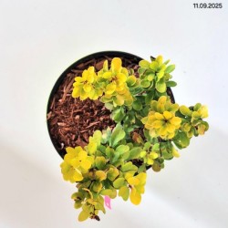 Berberis thunbergii 'Golden Tower'