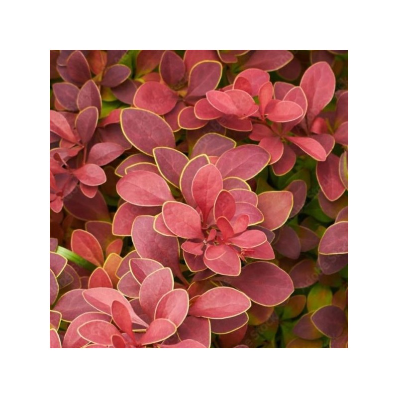 Berberis thunbergii 'Orange Sunrise' PBR