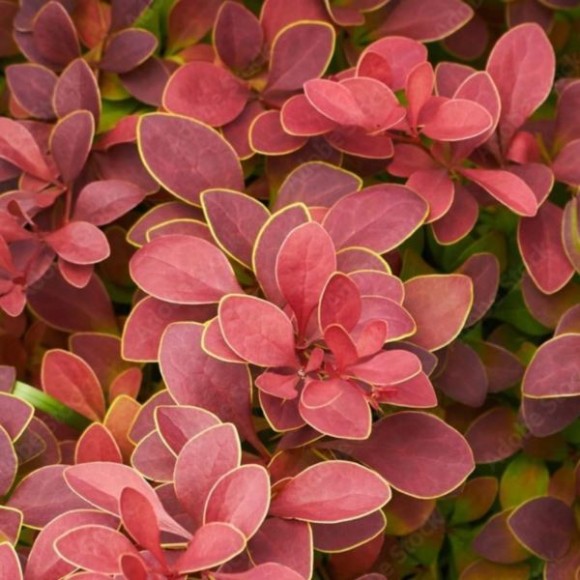 Berberis thunbergii 'Orange Sunrise' PBR