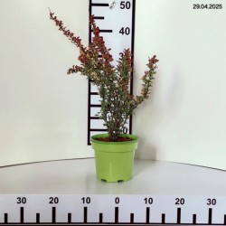 Berberis thunbergii 'Orange Sunrise' PBR