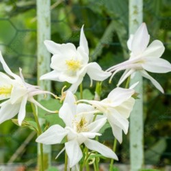 Aquilegia 'White Star'