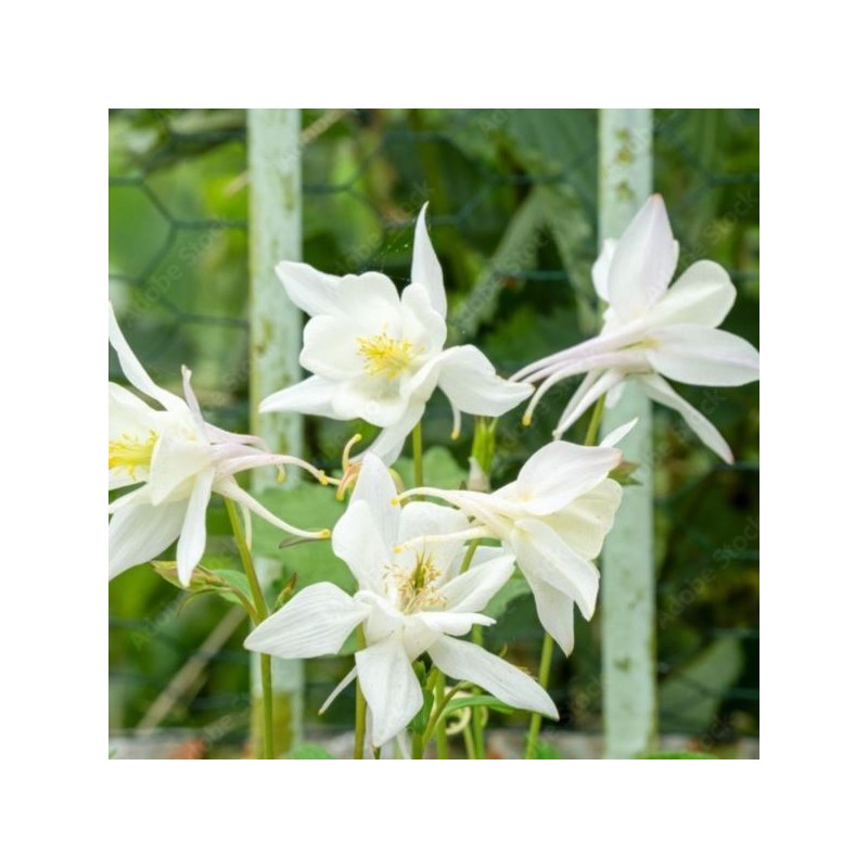 Aquilegia 'White Star'